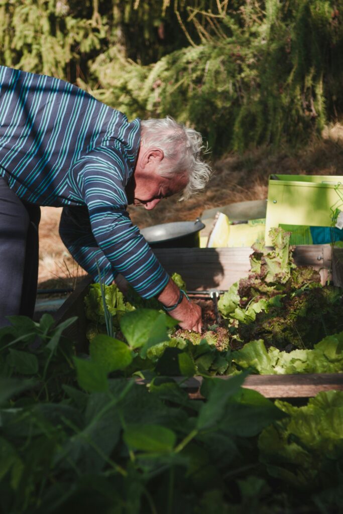 potager 2