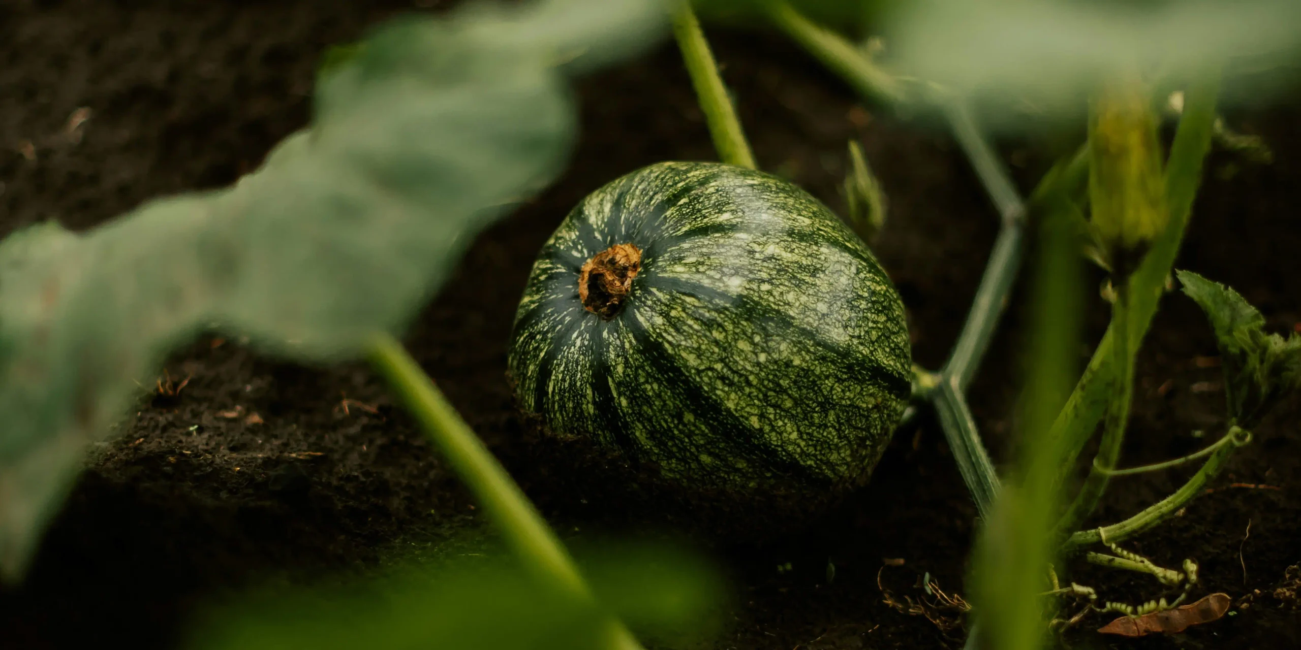 Les différentes espèces de courgettes